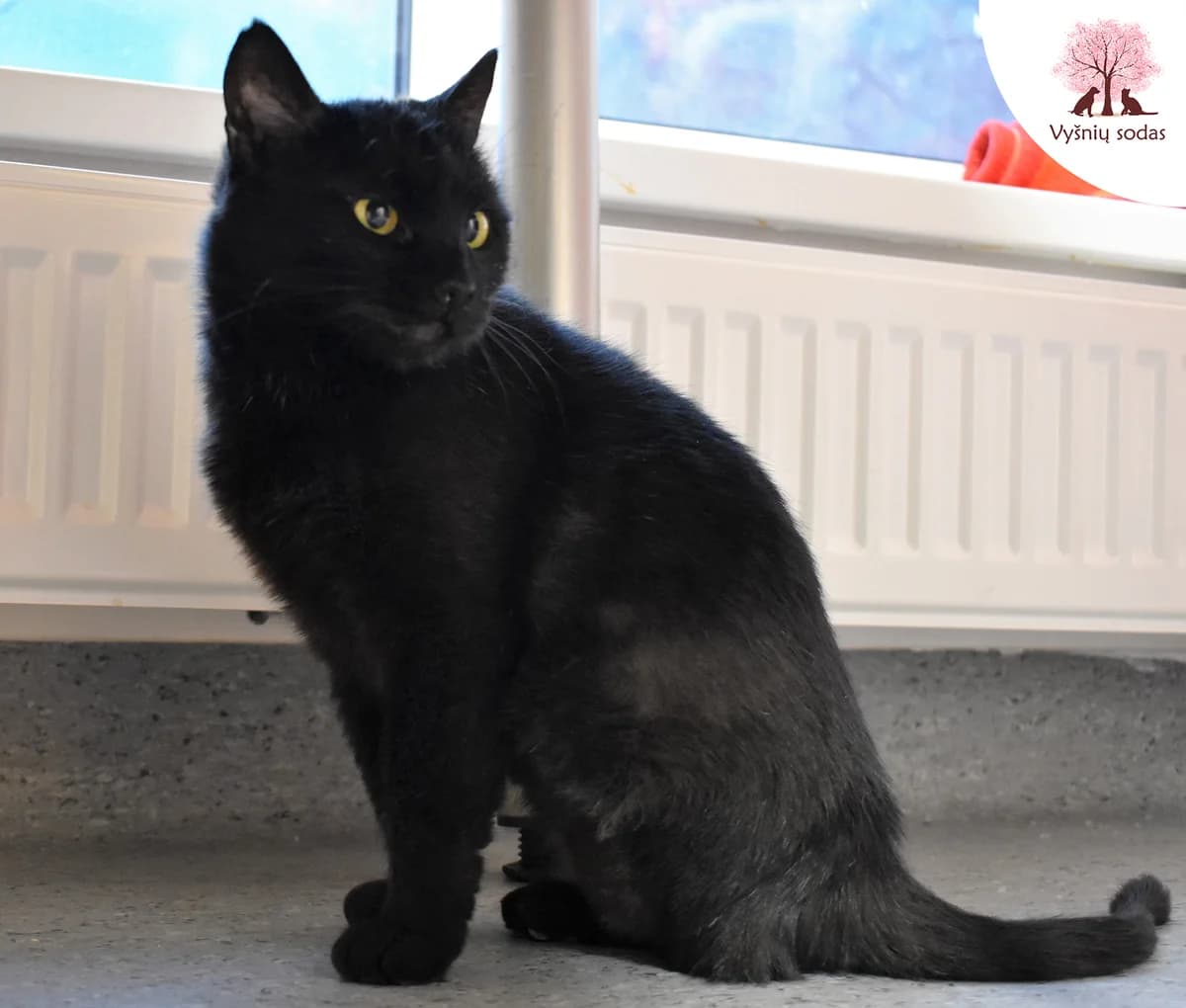 Pergalė, female Mixed Breed for adoption at Vysniu sodas