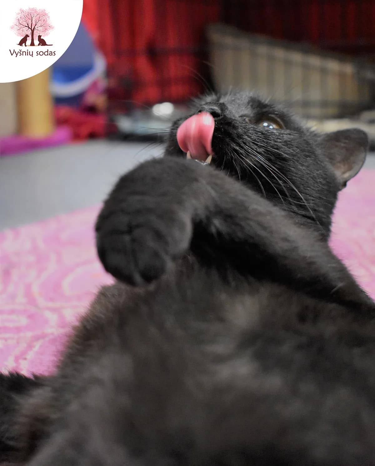 Pergalė, female Mixed Breed for adoption at Vysniu sodas — photo 2 of 3