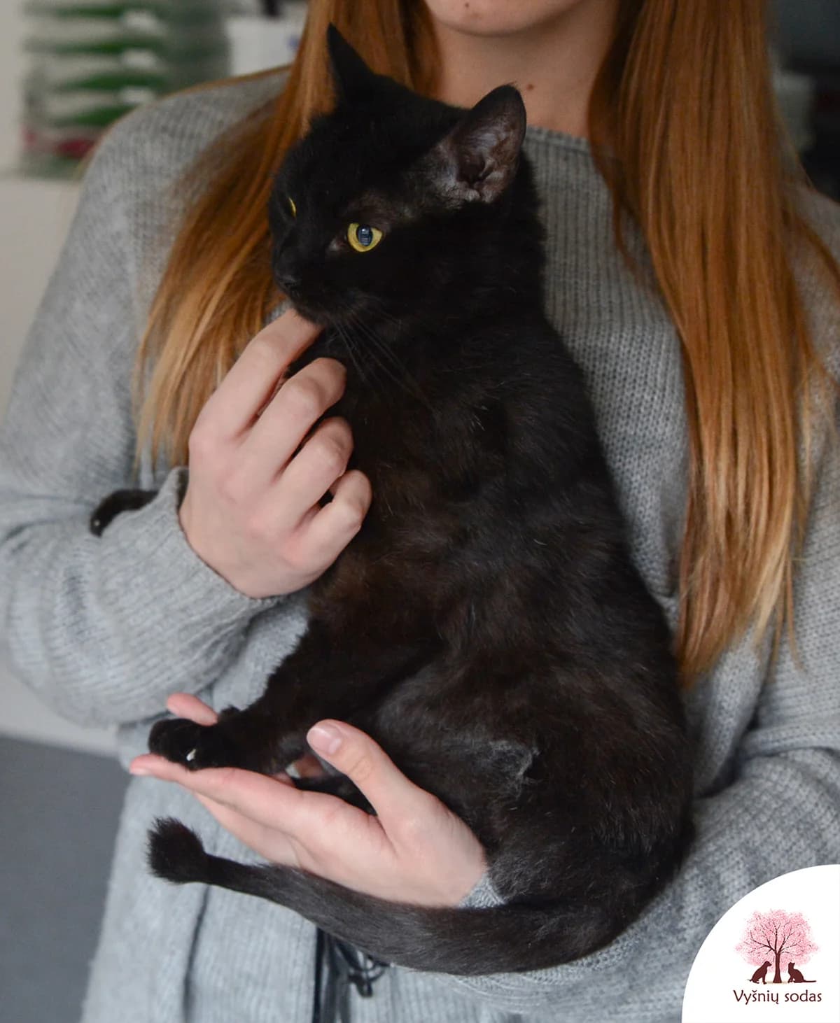 Pergalė, female Mixed Breed for adoption at Vysniu sodas — photo 3 of 3