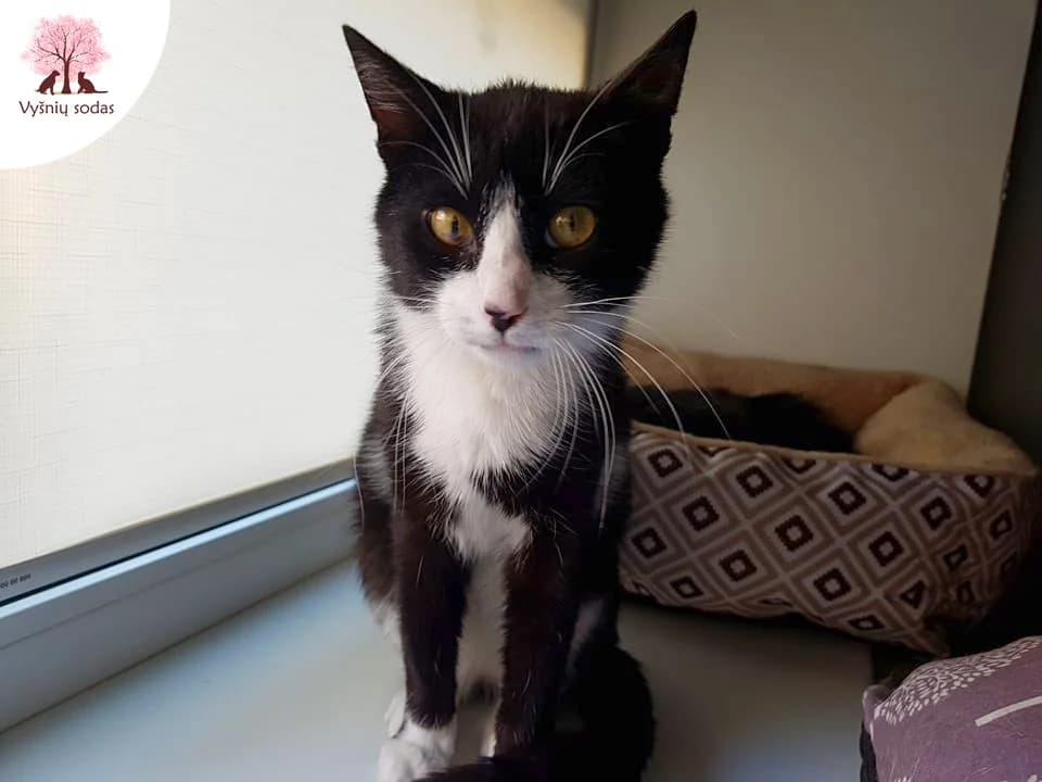 Pijus, male Mixed Breed for adoption at Vysniu sodas, Vilnius