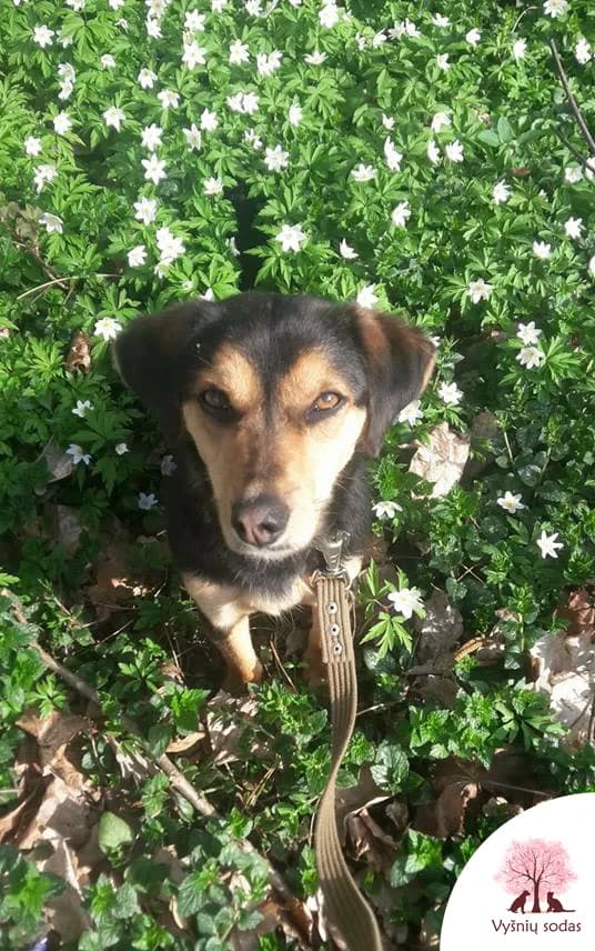 Pupa-Amista, female Mixed Breed for adoption at Vysniu sodas, Vilnius