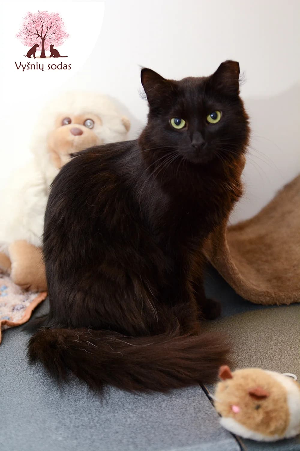 Safyra, female Mixed Breed for adoption at Vysniu sodas, Vilnius