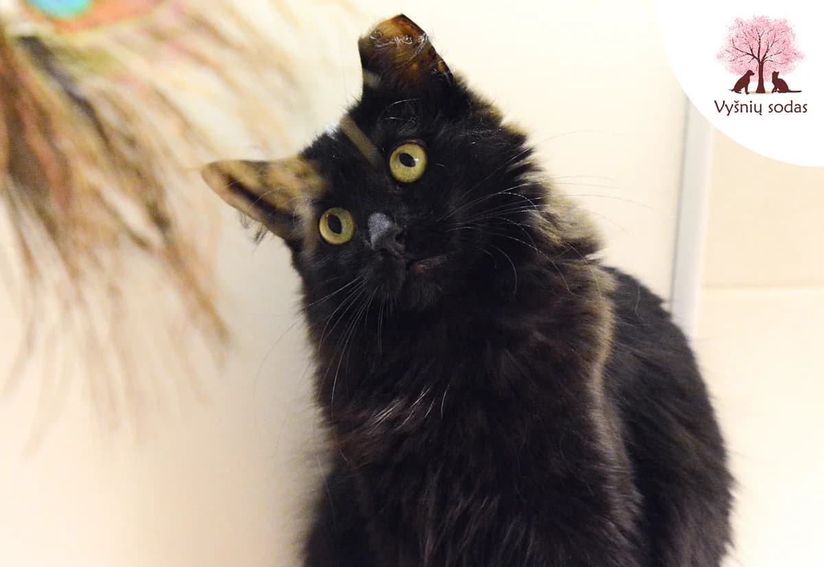 Safyra, female Mixed Breed for adoption at Vysniu sodas — photo 2 of 3