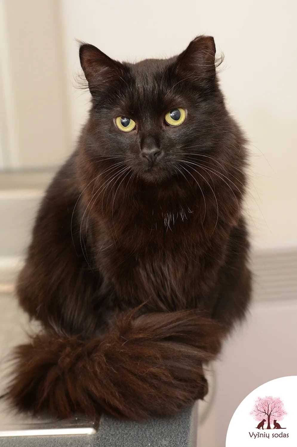 Safyra, female Mixed Breed for adoption at Vysniu sodas — photo 3 of 3