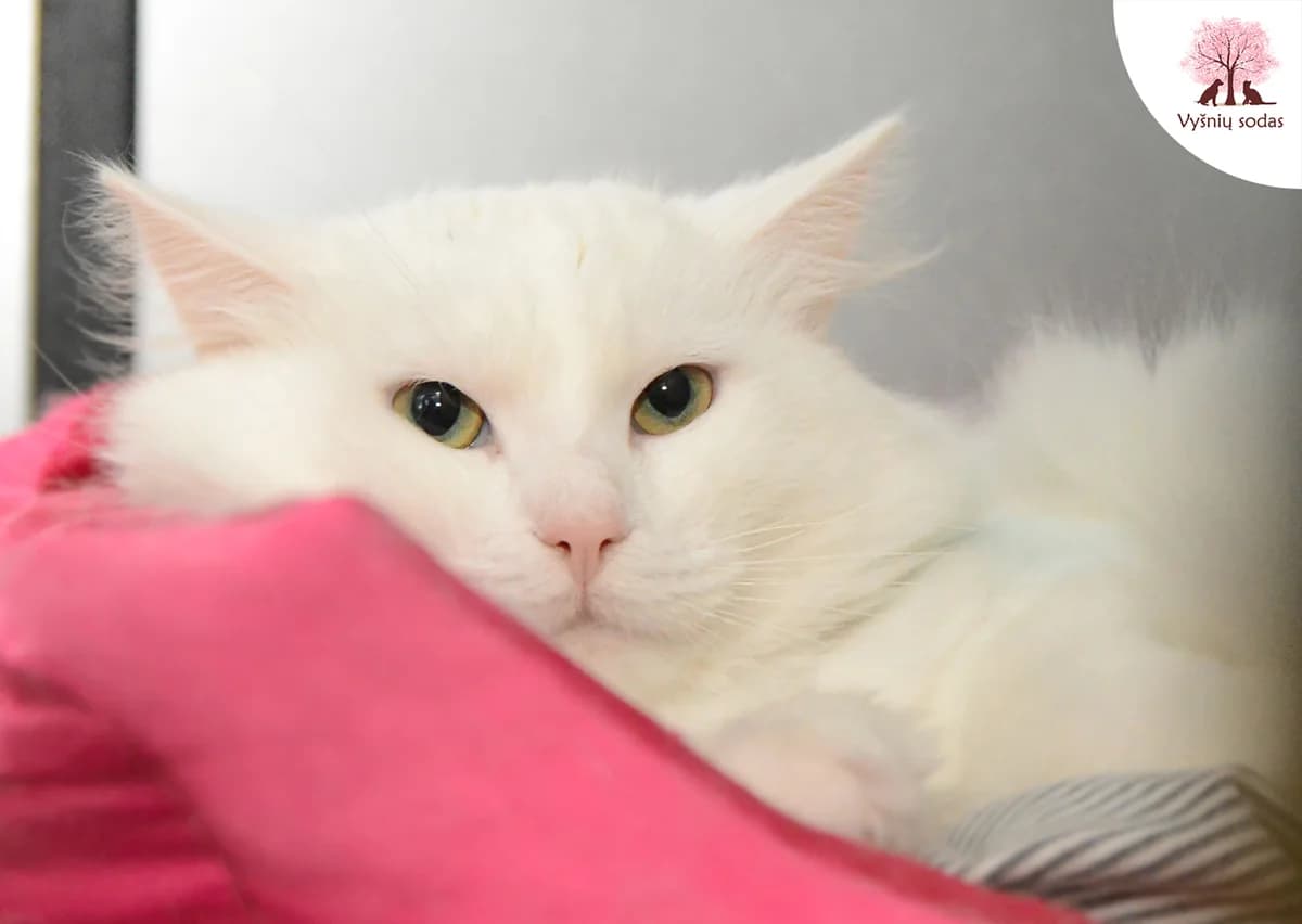Sniegelis, male Mixed Breed for adoption at Vysniu sodas, Vilnius