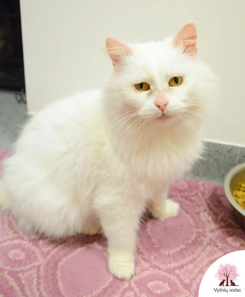 Sodų Snaigė, female Mixed Breed for adoption at Vysniu sodas