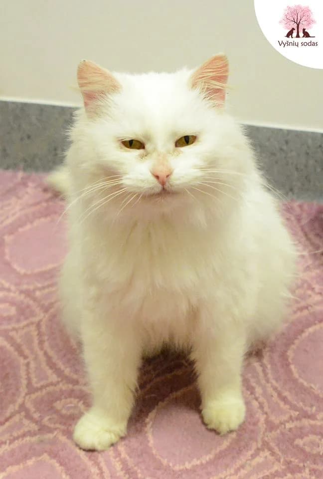 Sodų Snaigė, female Mixed Breed for adoption at Vysniu sodas — photo 2 of 3