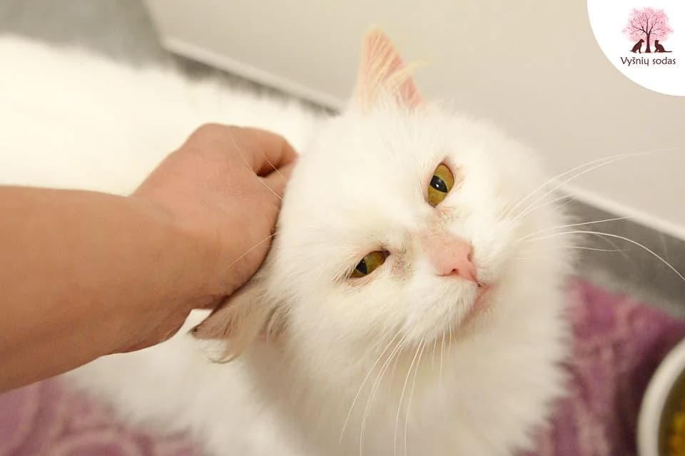 Sodų Snaigė, female Mixed Breed for adoption at Vysniu sodas — photo 3 of 3