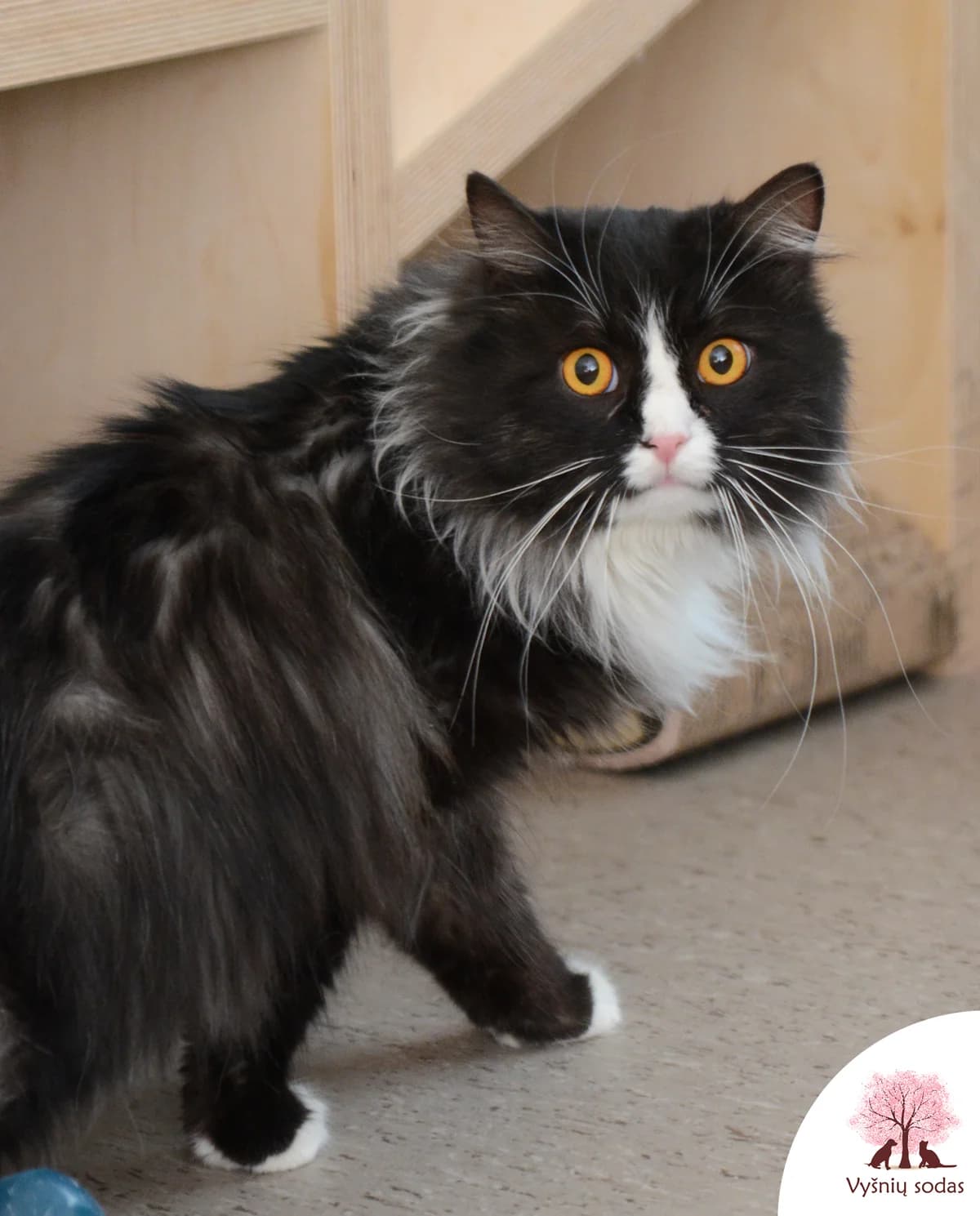 Spraitas, male Mixed Breed for adoption at Vysniu sodas, Vilnius