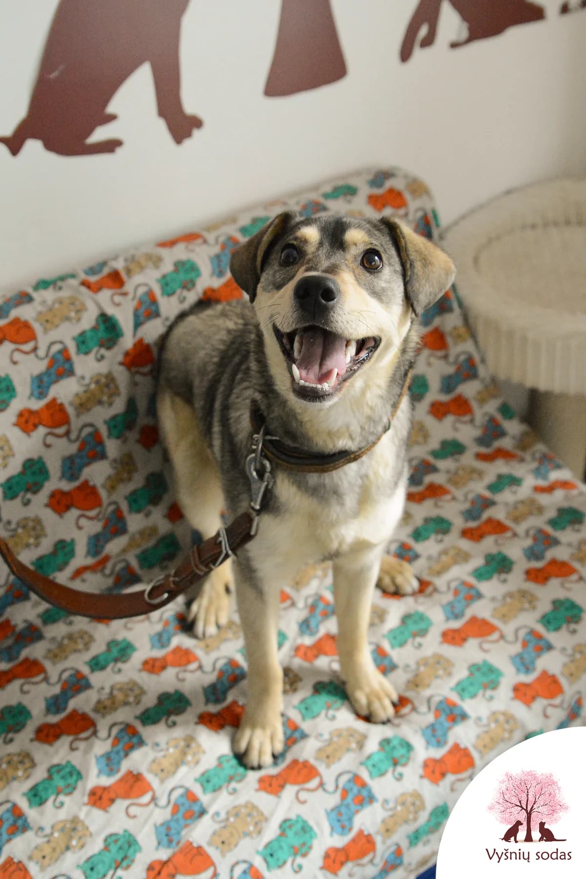 Tėjus-Medutis, male Mixed Breed for adoption at Vysniu sodas, Vilnius