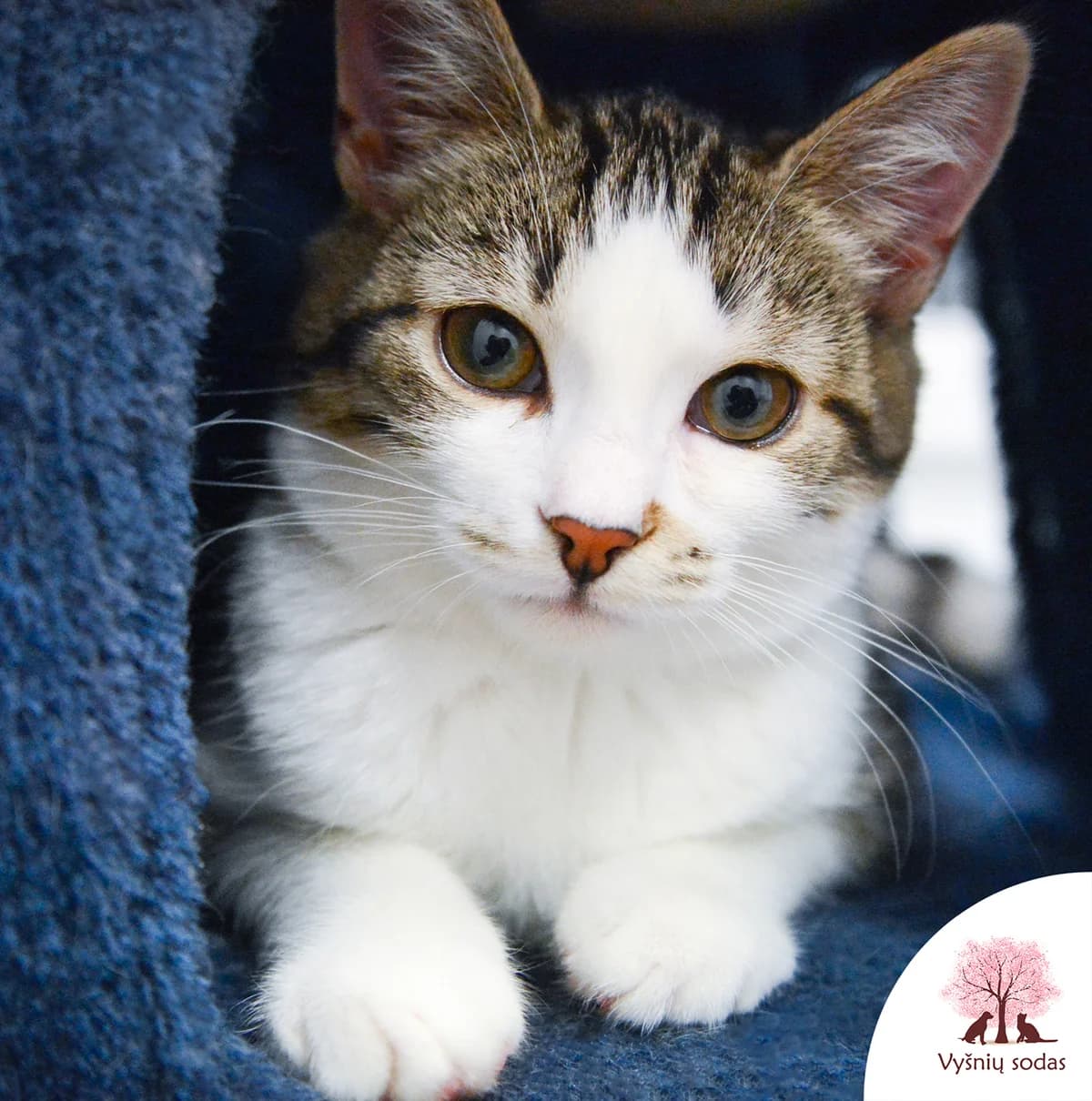 Uka, female Mixed Breed for adoption at Vysniu sodas, Vilnius