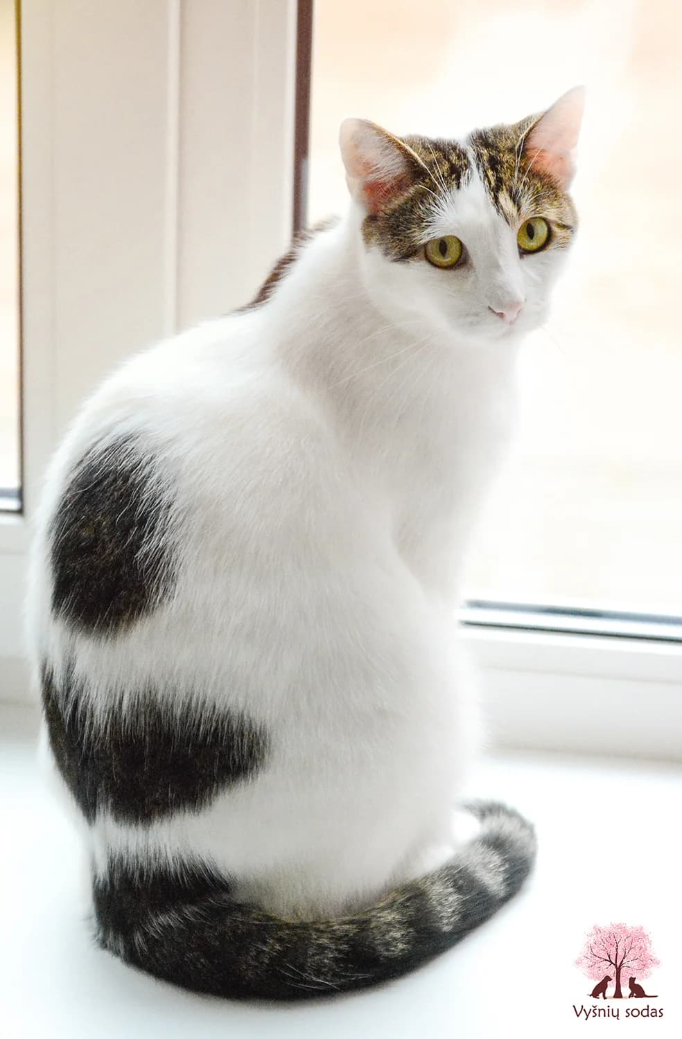 Žirnis, male Mixed Breed for adoption at Vysniu sodas, Vilnius