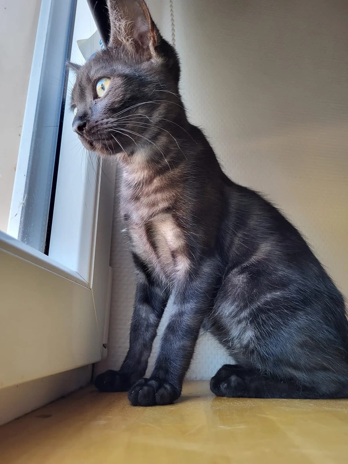 Lilith, female Mixed Breed for adoption at Luxembourg City