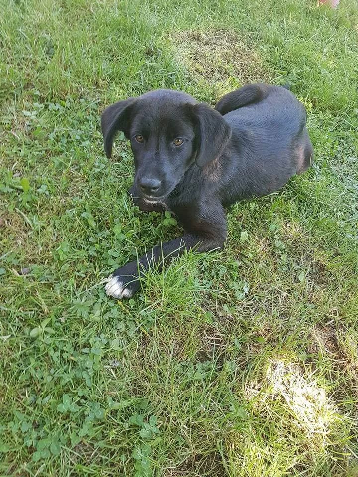 Lina, female Mixed Breed for adoption at Luxembourg City