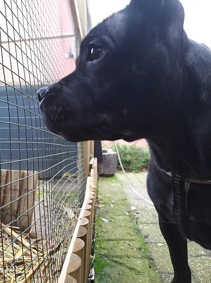 Marley, female Staffordshire Bull Terrier for adoption at Luxembourg City