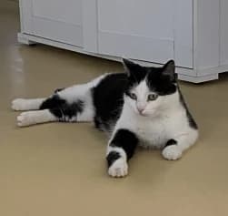 HENG - réservé, male 3yo mixed breed for adoption at Asile pour Animaux Régional - Dudelange (SPAD asbl)