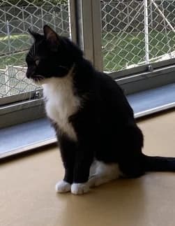OSILLE, female senior mixed breed for adoption at Asile pour Animaux Régional - Dudelange (SPAD asbl)