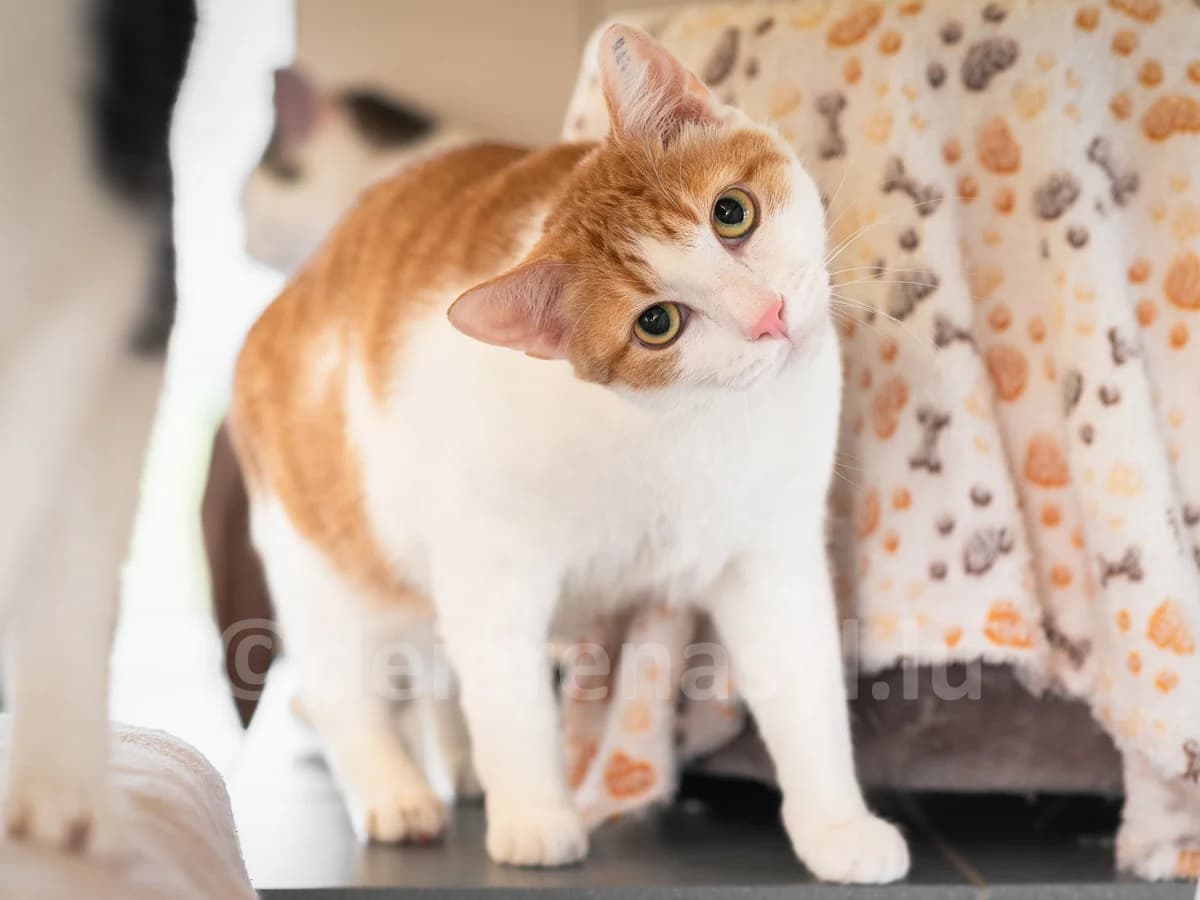 Casteel et Delano, male senior European Shorthair for adoption at Déierenasyl Luxembourg, Gasperich, Luxembourg City