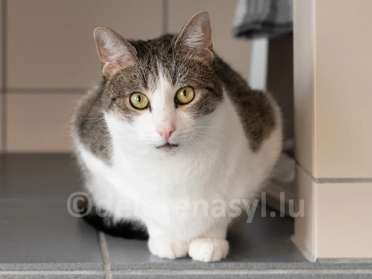 Delano, male senior European Shorthair for adoption at Déierenasyl Luxembourg, Gasperich, Luxembourg City