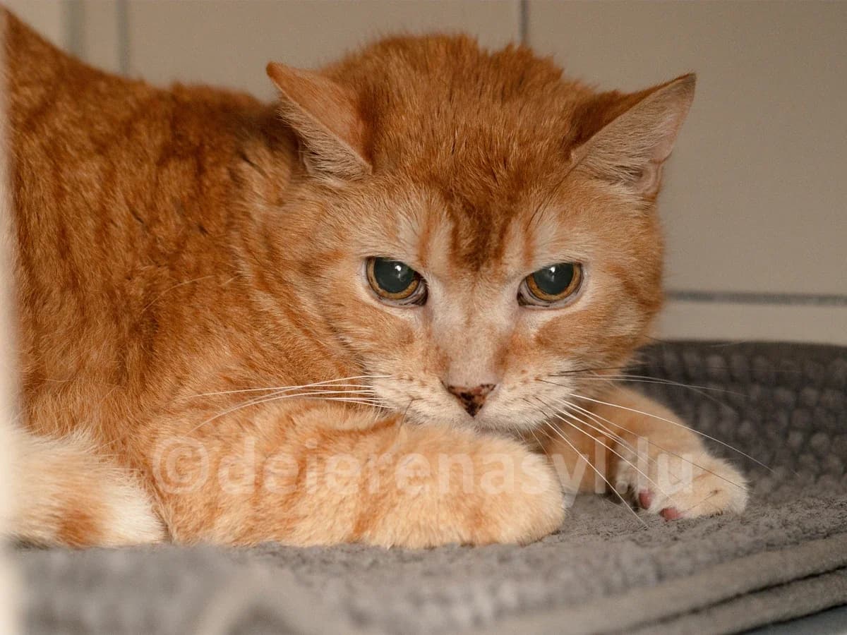 Fabio, male senior European Shorthair for adoption at Déierenasyl Luxembourg, Gasperich, Luxembourg City