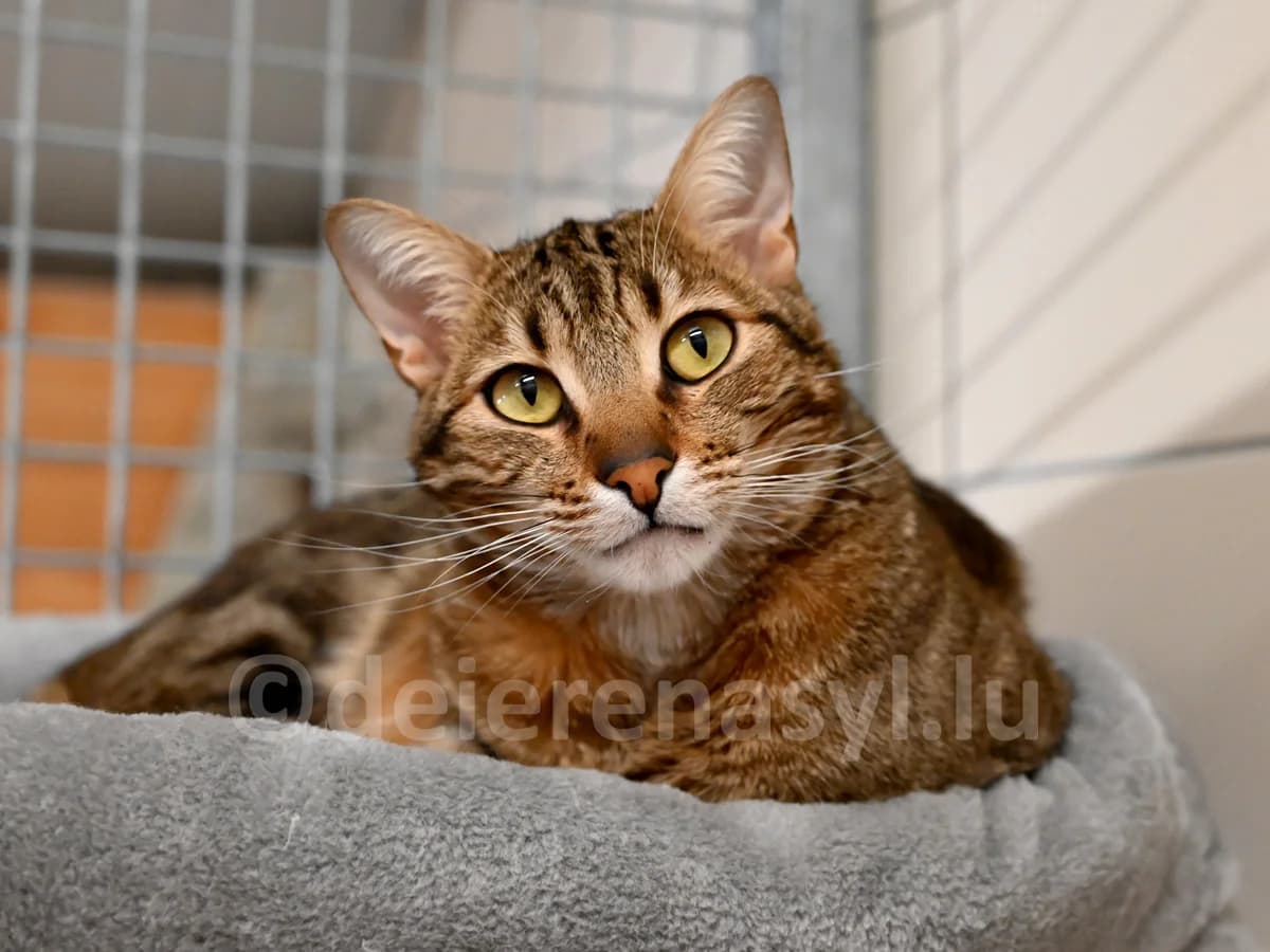 Kiko, male young European Shorthair for adoption at Déierenasyl Luxembourg, Gasperich, Luxembourg City