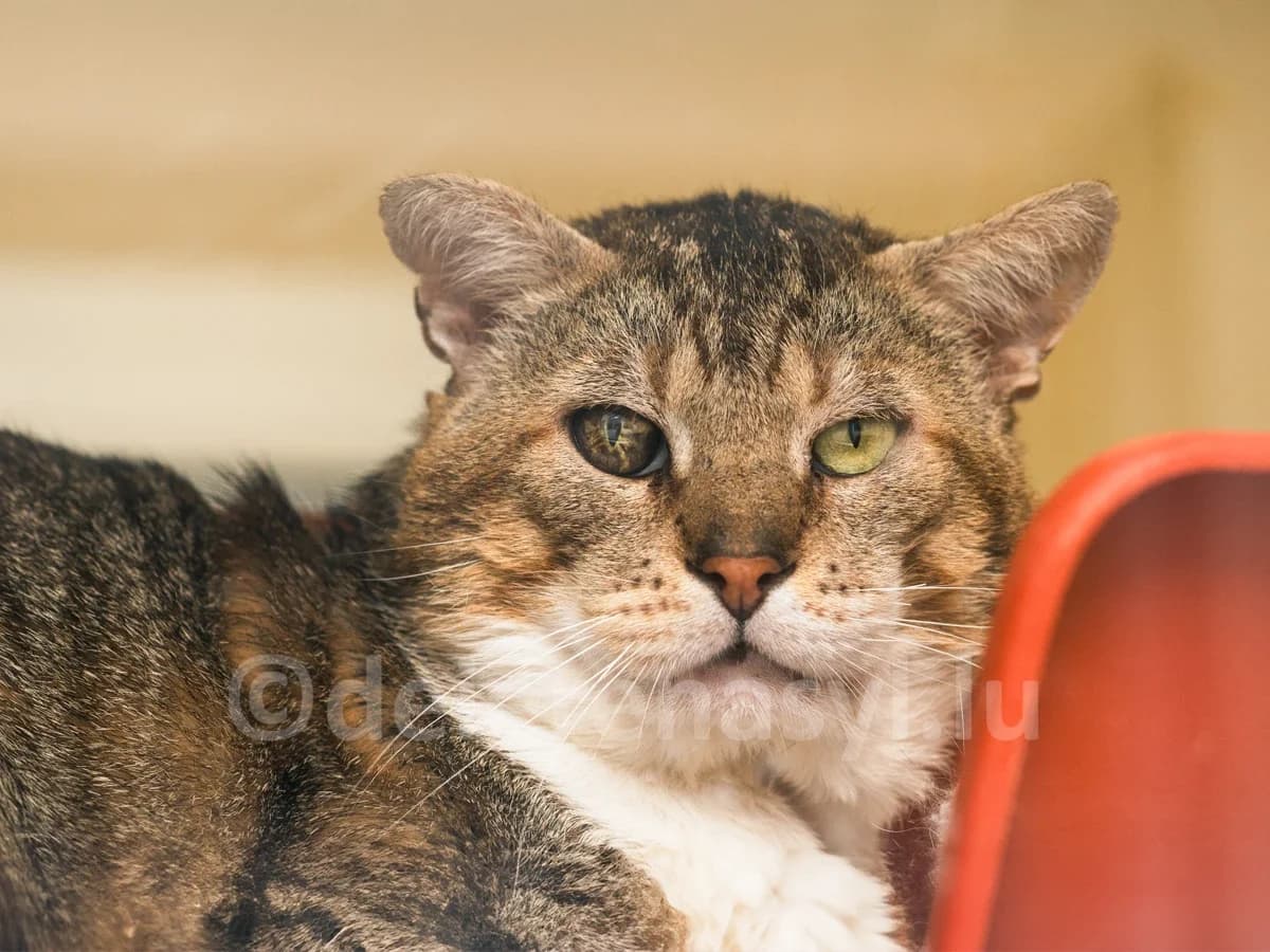 Lego – FIV+, male senior European Shorthair for adoption at Déierenasyl Luxembourg, Gasperich, Luxembourg City
