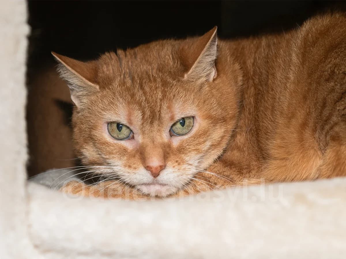 Lori, female senior European Shorthair for adoption at Déierenasyl Luxembourg, Gasperich, Luxembourg City