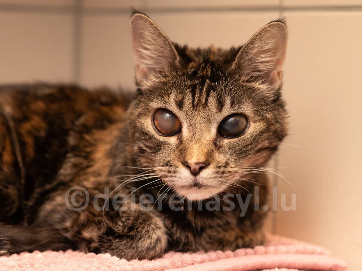 Louise, female senior European Shorthair for adoption at Déierenasyl Luxembourg, Gasperich, Luxembourg City