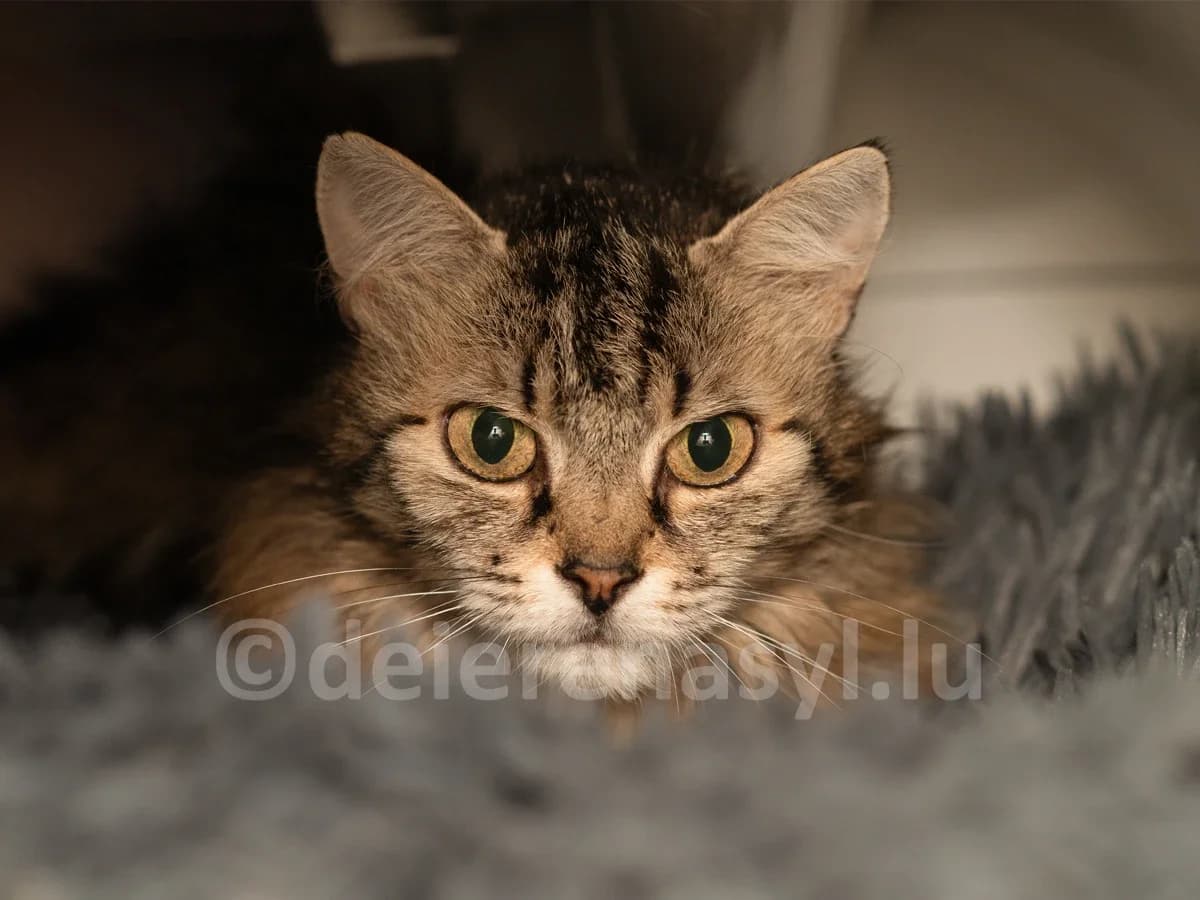 Loula, female 6yo European Shorthair for adoption at Déierenasyl Luxembourg, Gasperich, Luxembourg City