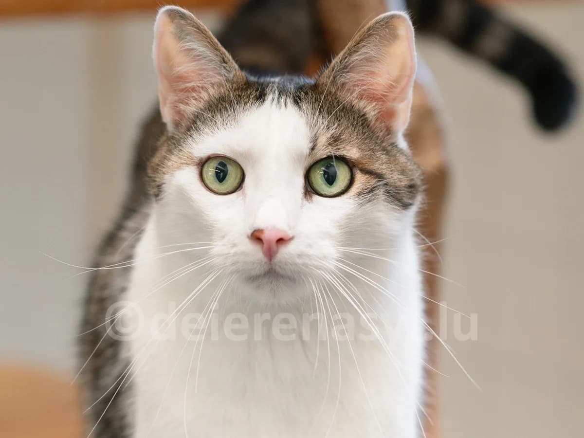 Merlin, male senior European Shorthair for adoption at Déierenasyl Luxembourg, Gasperich, Luxembourg City