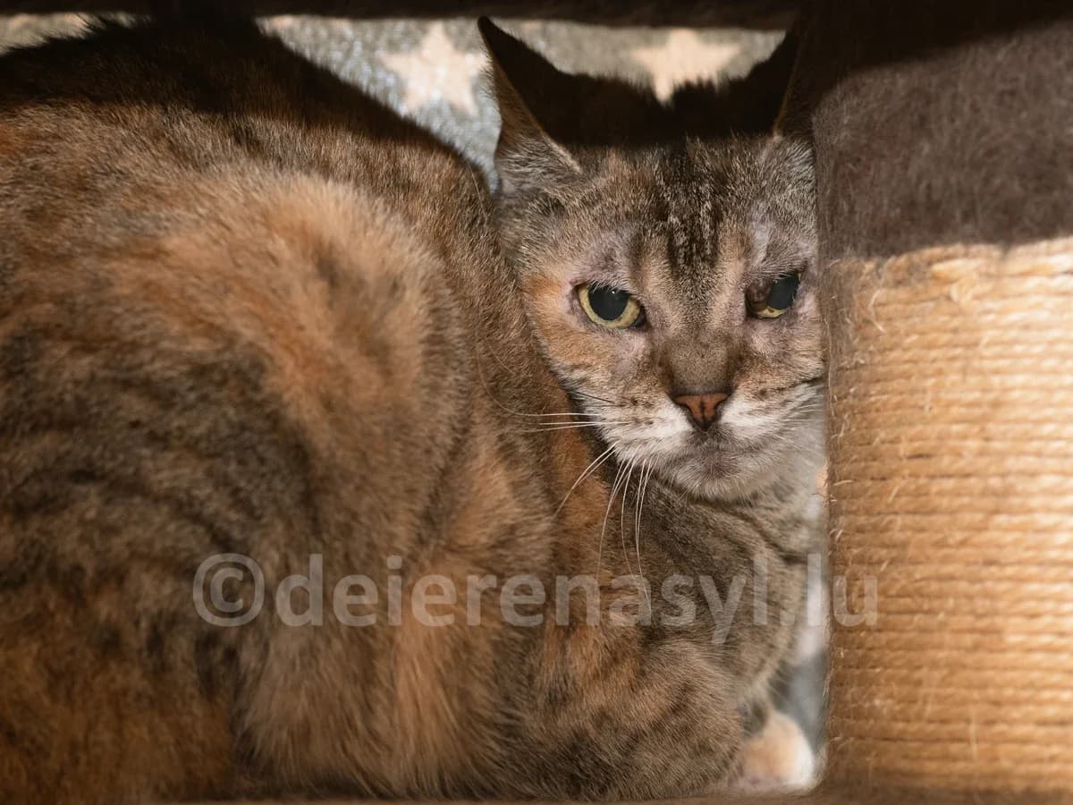 Mickaela, female senior European Shorthair for adoption at Déierenasyl Luxembourg, Gasperich, Luxembourg City