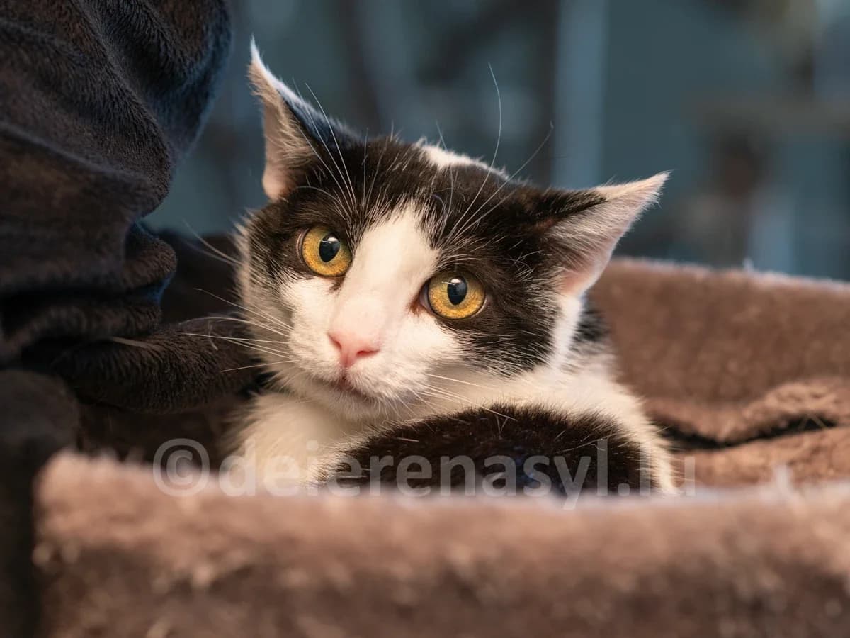 Milka, female 4yo European Shorthair for adoption at Déierenasyl Luxembourg, Gasperich, Luxembourg City