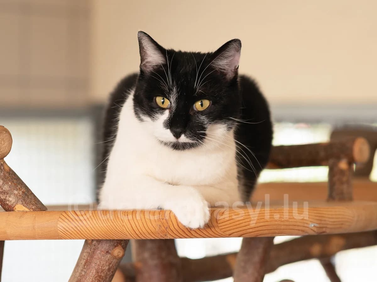 Mimi, female 6yo European Shorthair for adoption at Déierenasyl Luxembourg, Gasperich, Luxembourg City
