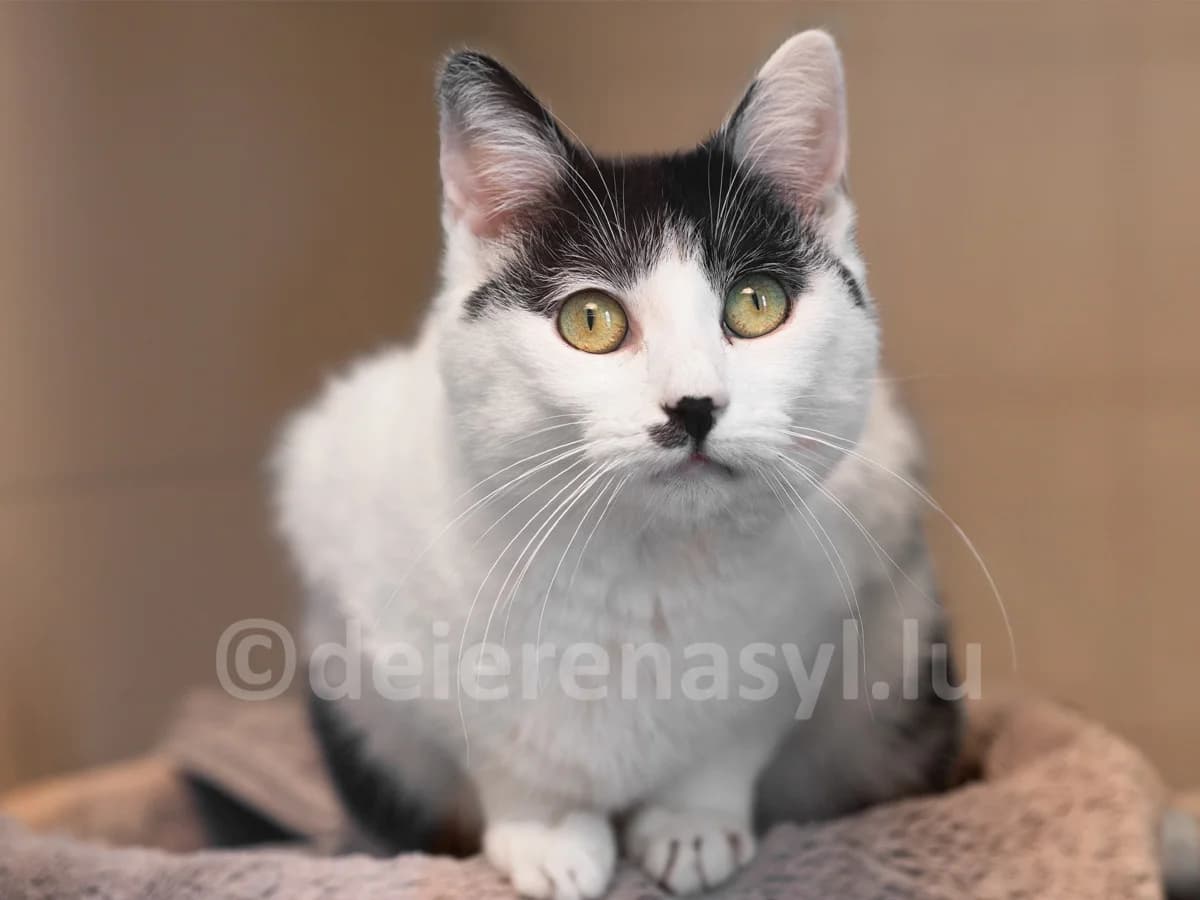 Moni, female senior European Shorthair for adoption at Déierenasyl Luxembourg, Gasperich, Luxembourg City