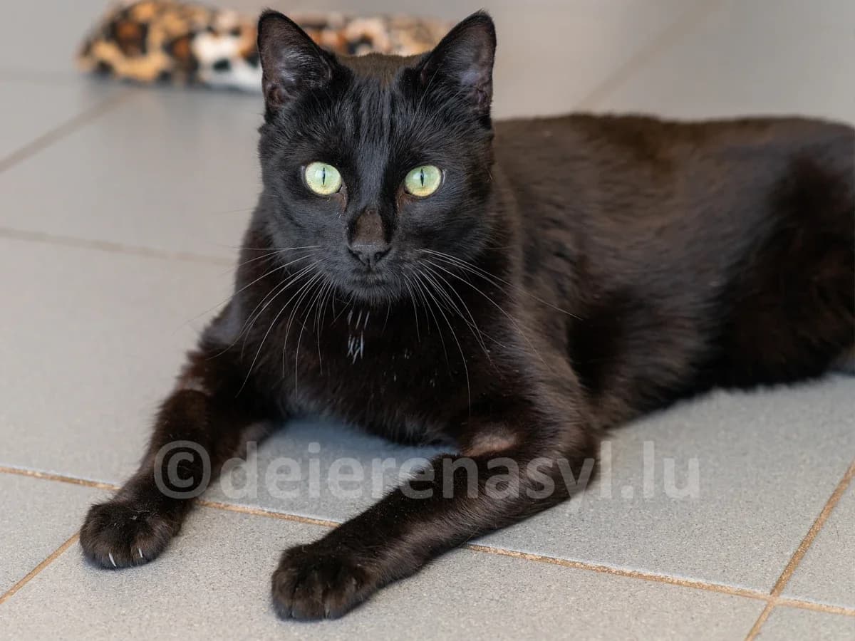 Niko & Nacho, male 7yo European Shorthair for adoption at Déierenasyl Luxembourg, Gasperich, Luxembourg City