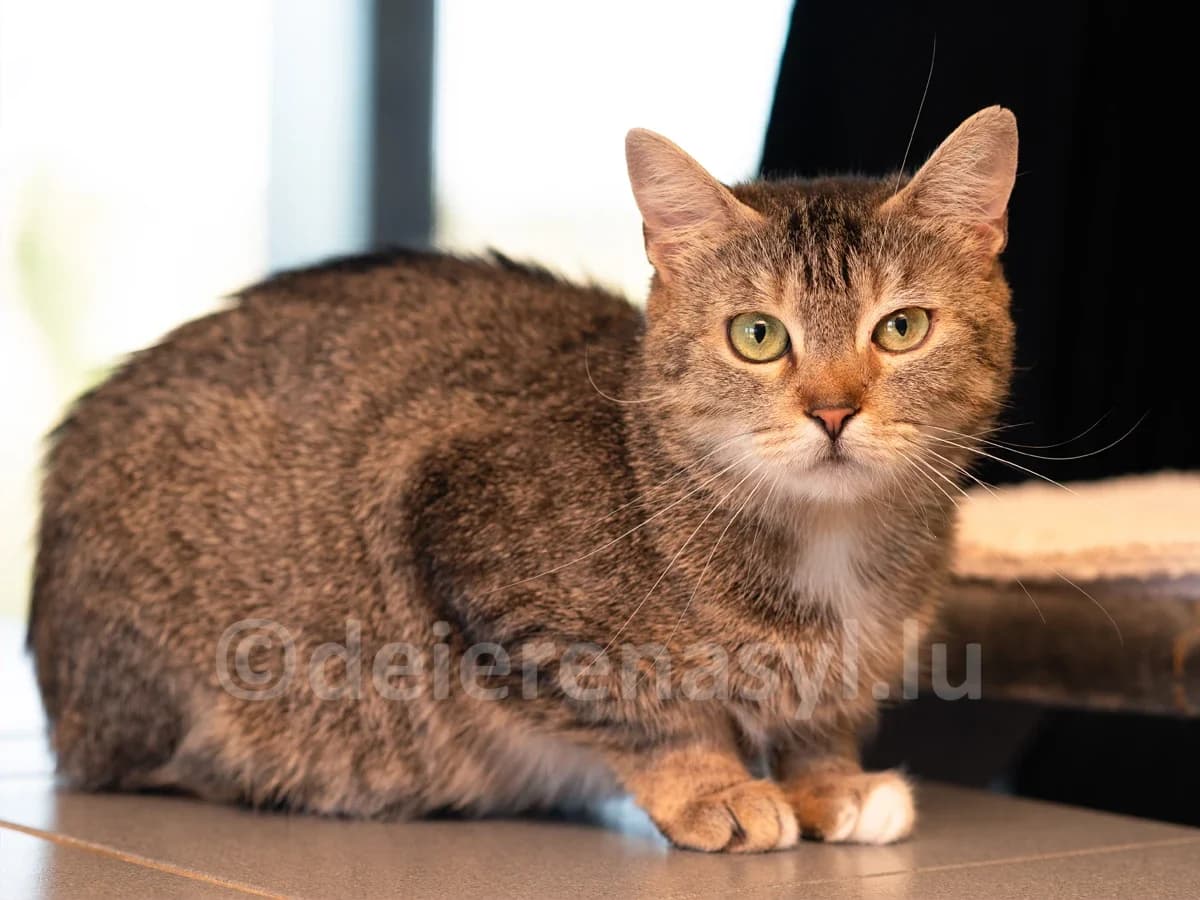 Nym, female young European Shorthair for adoption at Déierenasyl Luxembourg, Gasperich, Luxembourg City