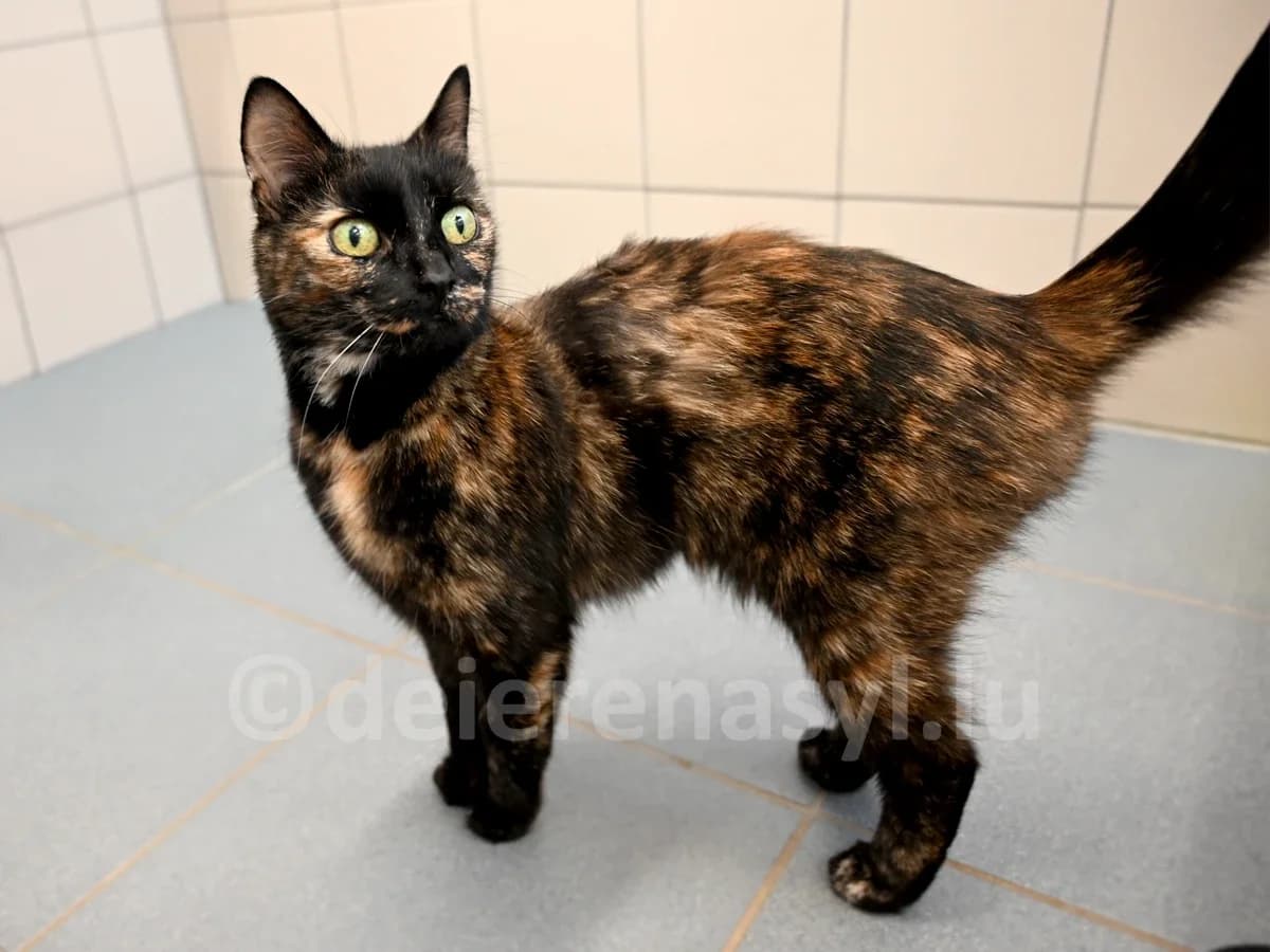 Rosalie, female senior European Shorthair for adoption at Déierenasyl Luxembourg, Gasperich, Luxembourg City