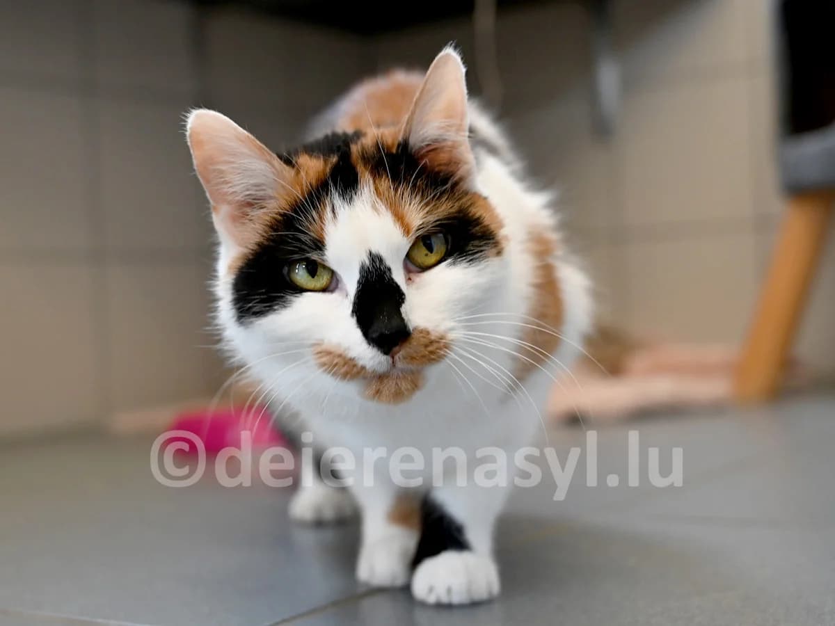 Setti, female senior European Shorthair for adoption at Déierenasyl Luxembourg, Gasperich, Luxembourg City