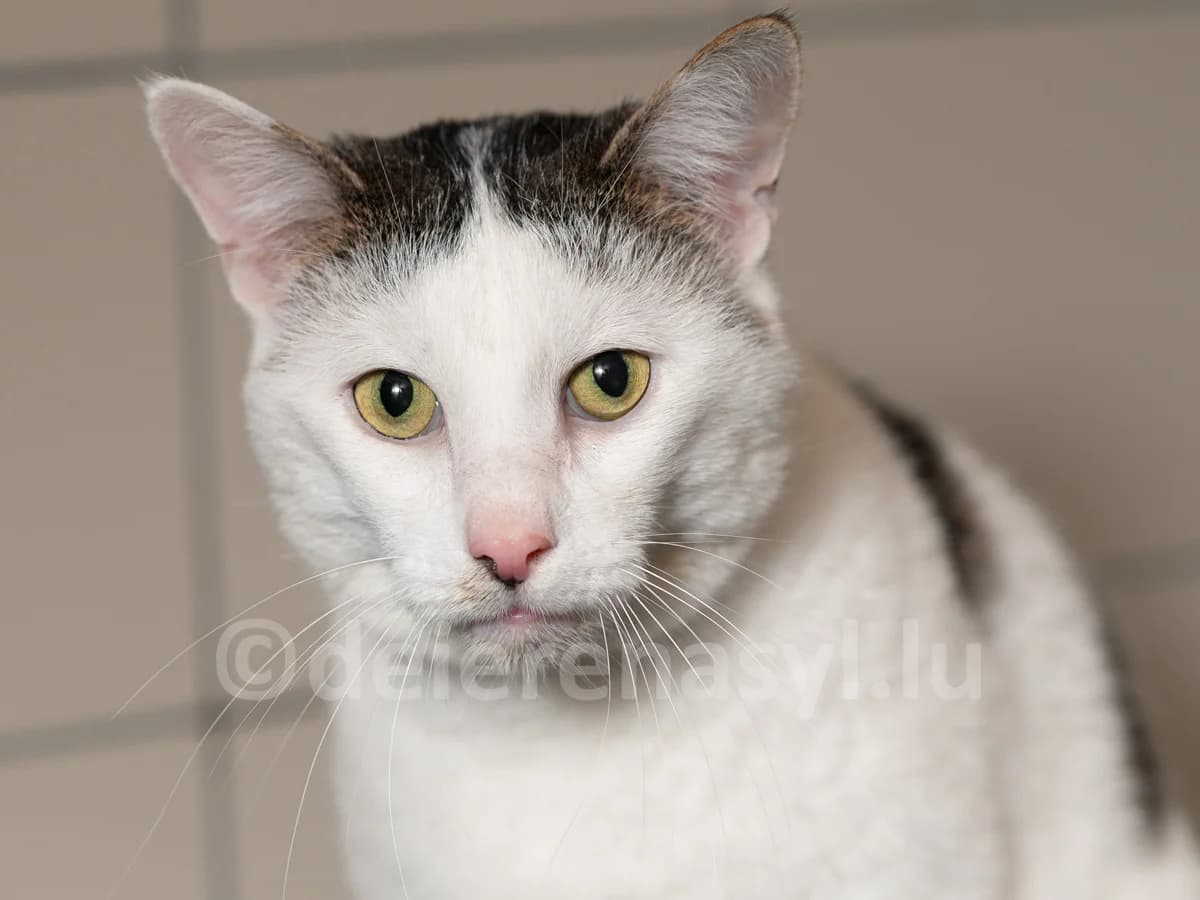 Snoopy, male senior European Shorthair for adoption at Déierenasyl Luxembourg, Gasperich, Luxembourg City