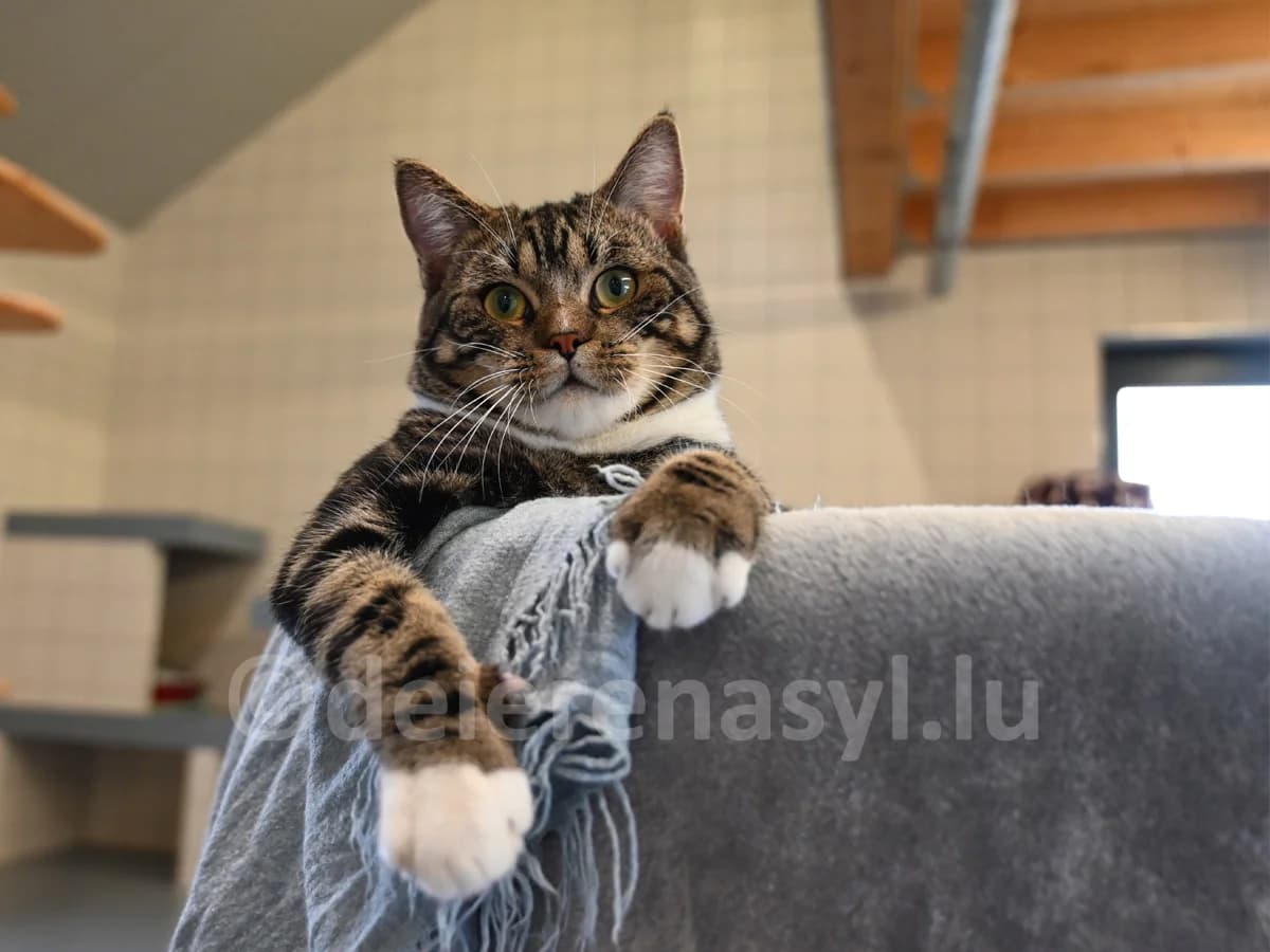Teddy, male young European Shorthair for adoption at Déierenasyl Luxembourg, Gasperich, Luxembourg City