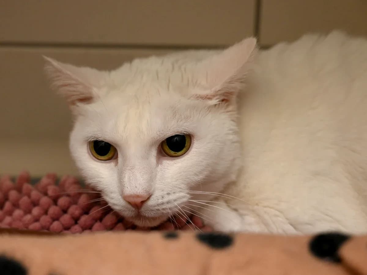 Tilly, female senior European Shorthair for adoption at Déierenasyl Luxembourg, Gasperich, Luxembourg City