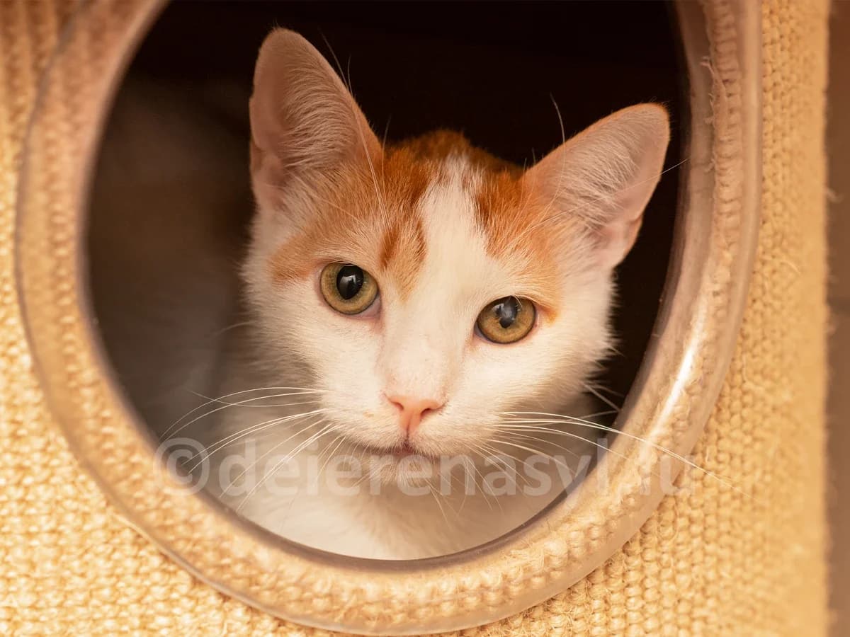 Timmy, male 4yo European Shorthair for adoption at Déierenasyl Luxembourg, Gasperich, Luxembourg City