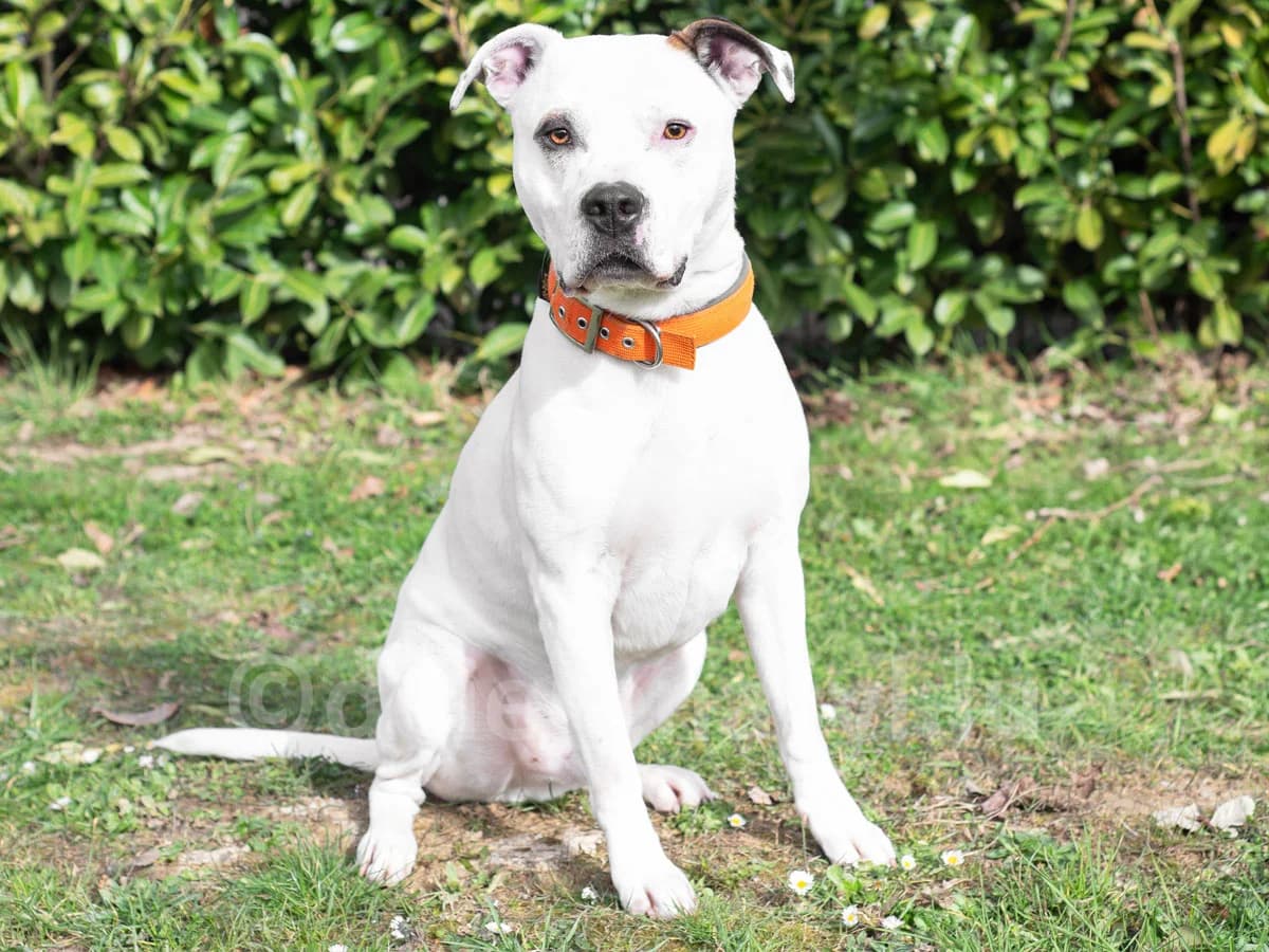 Akari, male senior American Staffordshire Terrier for adoption at Déierenasyl Luxembourg, Gasperich, Luxembourg City