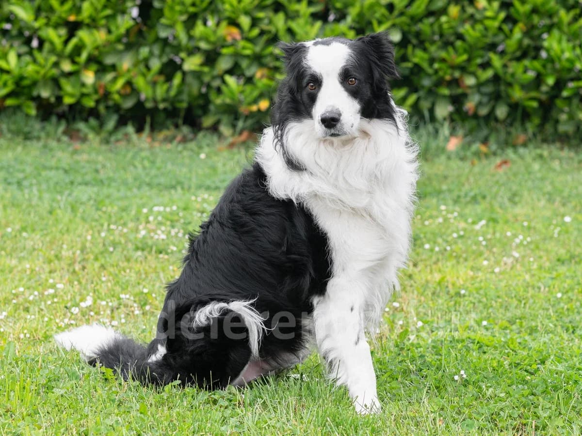 ANTON, male senior Border Collie for adoption at Déierenasyl Luxembourg, Gasperich, Luxembourg City