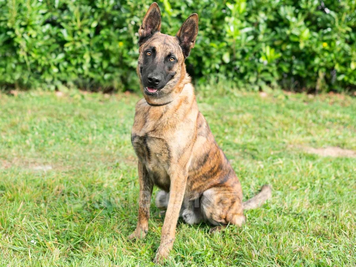 Arex, male 6yo Belgian Malinois for adoption at Déierenasyl Luxembourg, Gasperich, Luxembourg City