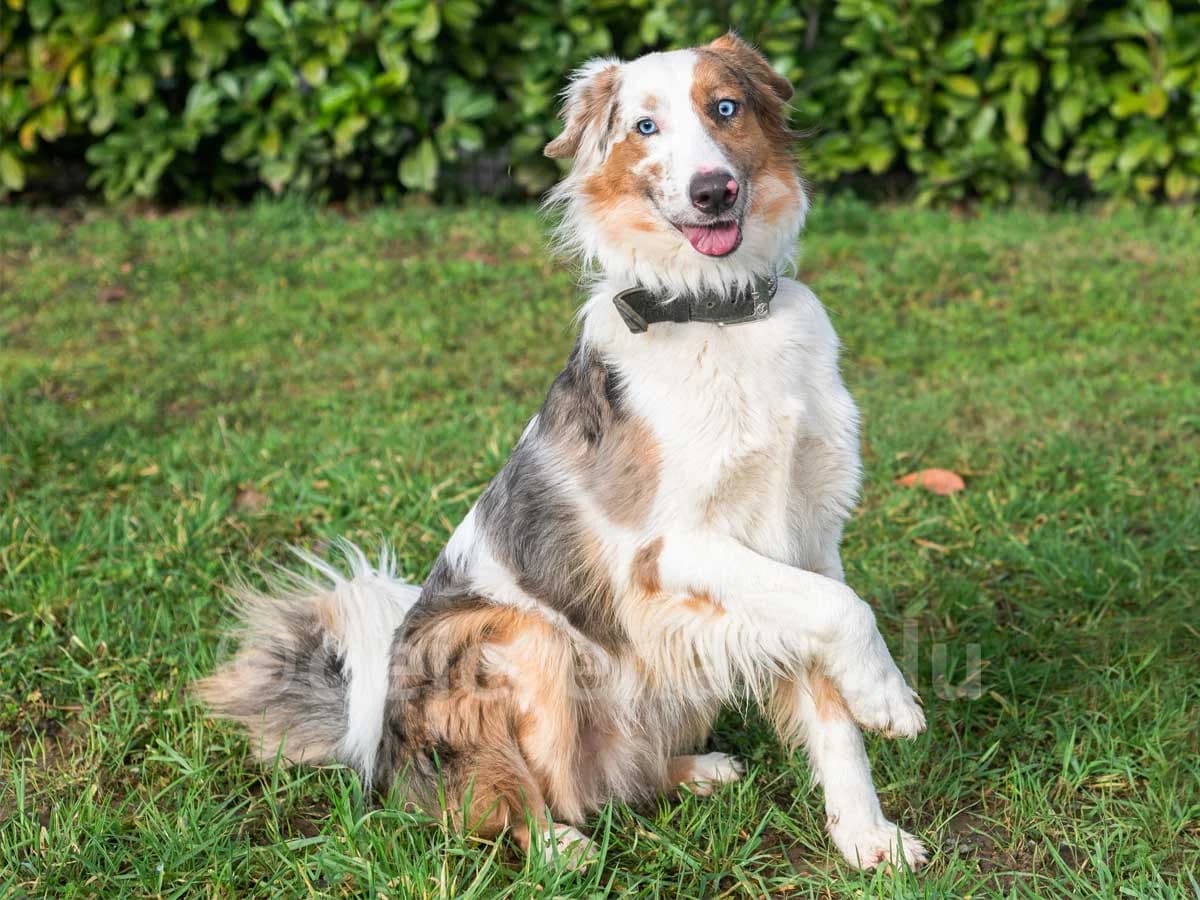 Atticus, male 5yo Australian Shepherd for adoption at Déierenasyl Luxembourg, Gasperich, Luxembourg City