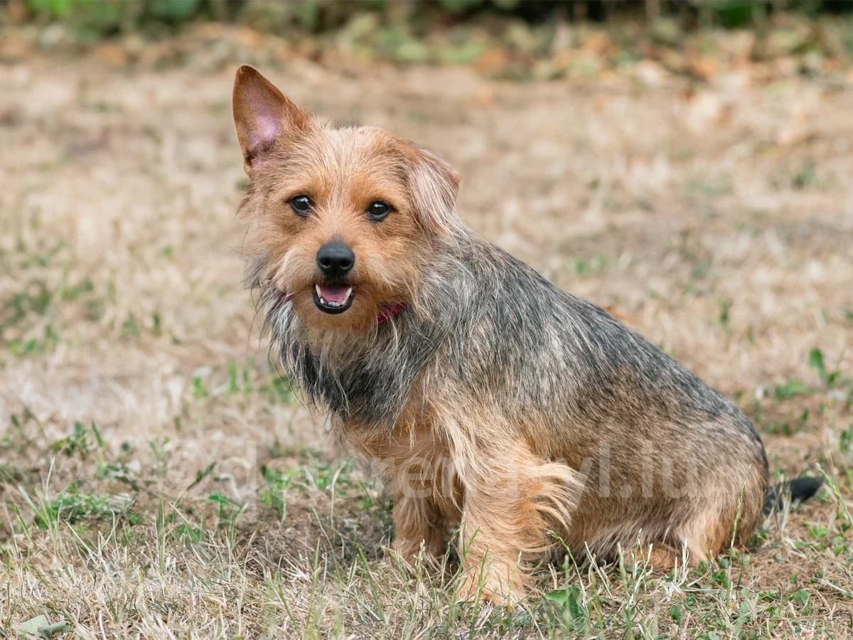 CALLIE, female 6yo mixed breed for adoption at Déierenasyl Luxembourg, Gasperich, Luxembourg City