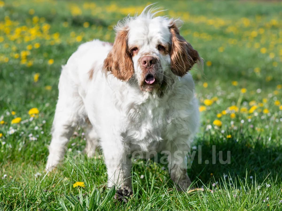 CARLIE, female 6yo mixed breed for adoption at Déierenasyl Luxembourg, Gasperich, Luxembourg City