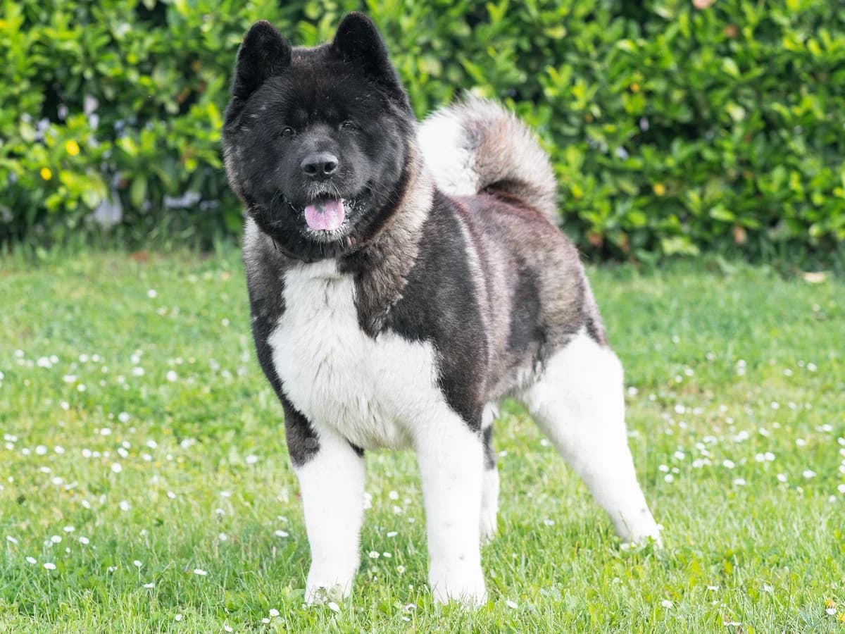 CASH, male young Akita for adoption at Déierenasyl Luxembourg, Gasperich, Luxembourg City
