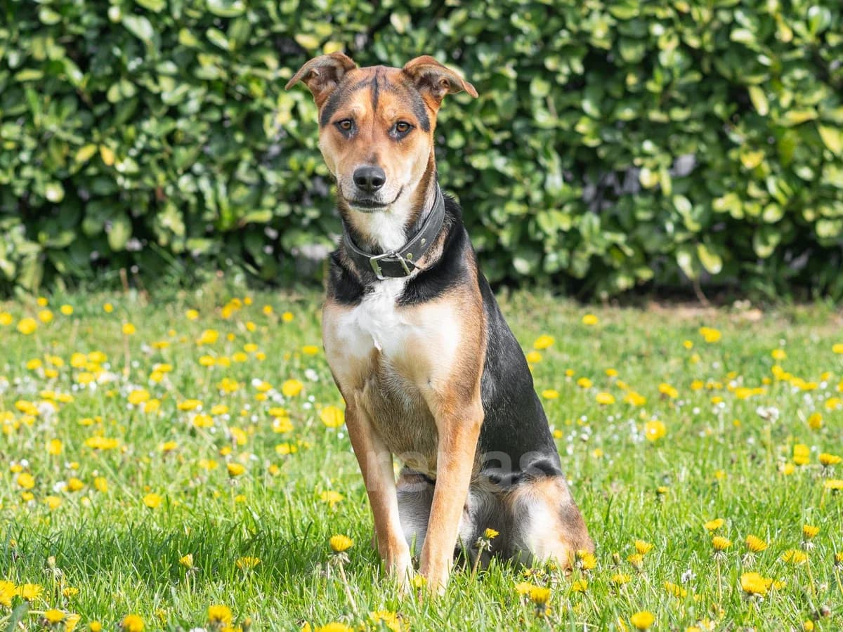 CHARLY, male young mixed breed for adoption at Déierenasyl Luxembourg, Gasperich, Luxembourg City